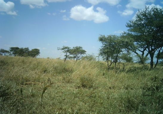 Serengeti Vista