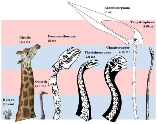 The giraffe and Paraceratherium are the longest necked mammals; the ostrich is the longest necked extant bird; Therizinosaurus and Gigantoraptor are the largest representatives of two long-necked theropod clades; Arambourgiania is the longest necked pterosaur; and Tanystropheus has a uniquely long neck relative to torso length. Human head modified from Gray’s Anatomy (1918 edition, fig. 602). Giraffe modified from photograph by Kevin Ryder (CC BY, http://flic.kr/p/cRvCcQ). Ostrich modified from photograph by “kei51” (CC BY, http://flic.kr/p/cowoYW). Paraceratherium modified from Osborn (1923, figure 1). Therizinosaurus modified from Nothronychus reconstruction by Scott Hartman. Gigantoraptor modified from Heyuannia reconstruction by Scott Hartman. Arambourgiania modified from Zhejiangopterus reconstruction by Witton & Naish (2008, figure 1). Tanystropheus modified from reconstruction by David Peters. Alternating blue and pink bars are 1 m tall.