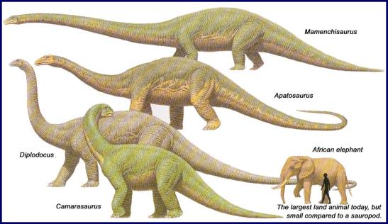 Sauropods to scale